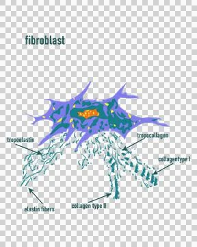 Fibroblast is a dermis cell. Structure of Fibroblast cell,detailed Stock Illustration