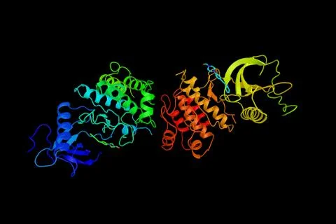 Fibroblast growth factor receptor 1, a receptor tyrosine kinase whose ligan.. Stock Illustration