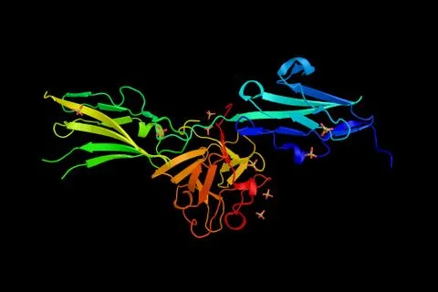 Fibroblast growth factor receptor 2, a protein which is a receptor for fibr.. Stock Illustration