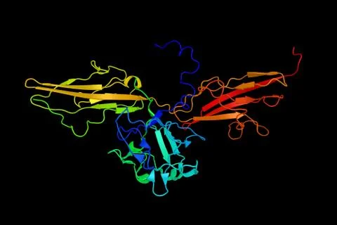 Fibroblast growth factor receptor 3, a protein which is overexpressed in gy.. Stock Illustration