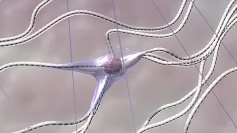 Fibroblast in skin extracellular matrix Stock Illustration