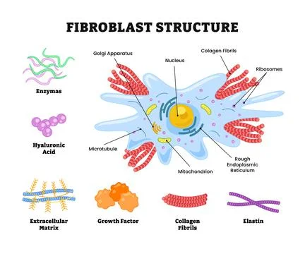 Fibroblast structure anatomy diagram poster design, labeled enzymes, hyalur.. Stock Illustration