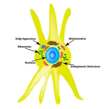 Fibroblast structure. Fibroblast cell. Vector illustration on isolated Stock Illustration