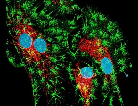 Fibroblasts Stock Photos