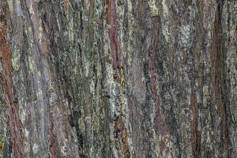 Fibrous Bark Pattern of Leyland Cypress  Cuprocyparis leylandii Stock Photos