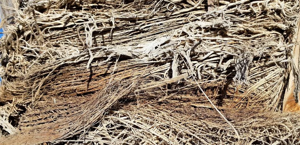 Fibrous palm tree trunk surface closeup. Palm bark texture in shades of orange Stock Photos