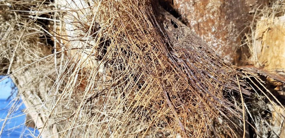 Fibrous palm tree trunk surface closeup. Palm bark texture in shades of orange Stock Photos