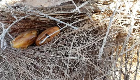 Fibrous palm tree trunk surface closeup. Palm bark texture in shades of orange Stock Photos
