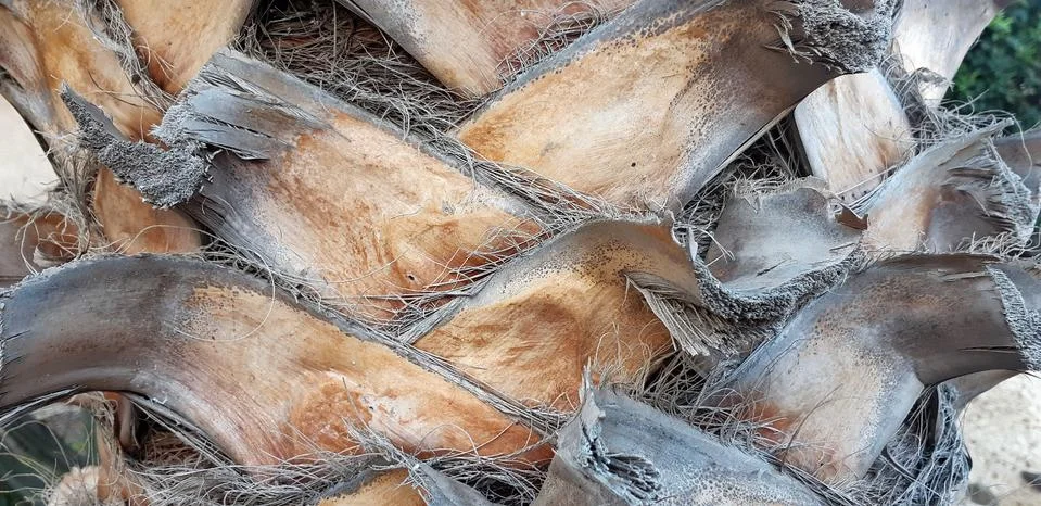 Fibrous palm tree trunk surface closeup. Palm bark texture in shades of orange Stock Photos