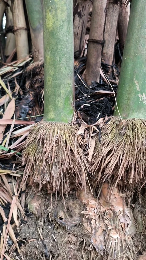 Fibrous Roots Around Bamboo Culms Stock Footage 343988482