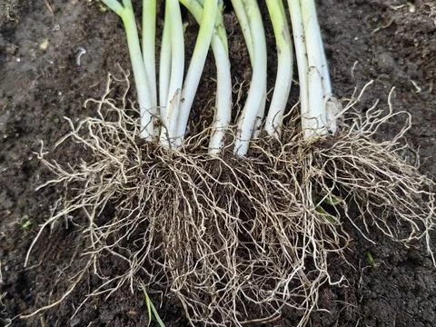 Fibrous roots on plants. Foto stock