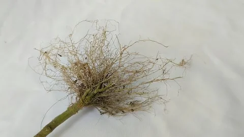 Fibrous roots on white background Stock Footage 296212982