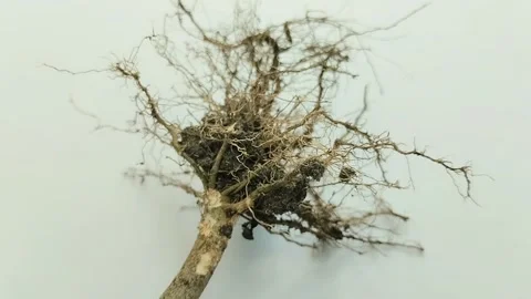 Fibrous roots on white background 動画素材 311150143