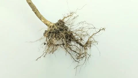 Fibrous roots on white background Видео 311150345