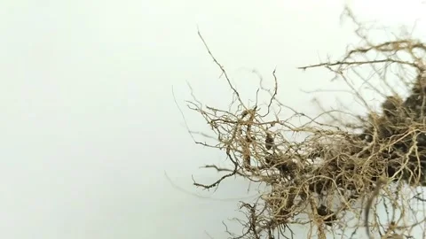 Fibrous roots on white background Видео 311150412