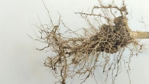 Fibrous roots on white background Видео 311150481