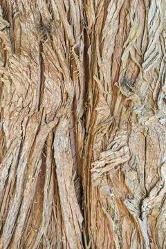 Fibrous Tree Bark Texture Stock Photos