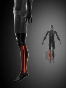 FIBULA black x--ray bone scan 스톡 일러스트