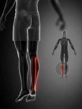 FIBULA black x--ray bone scan Stock Illustration