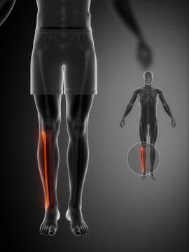 FIBULA black x--ray bone scan 스톡 일러스트