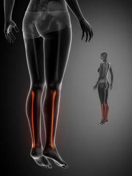 FIBULA black x--ray bone scan Stock Illustration