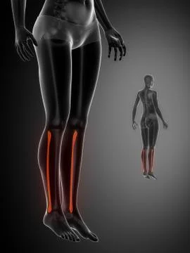 FIBULA black x--ray bone scan 스톡 일러스트