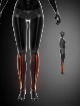 FIBULA black x--ray bone scan Stock Illustration