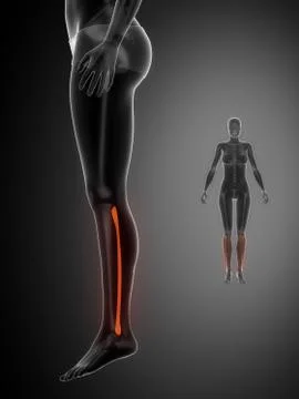 FIBULA black x--ray bone scan 스톡 일러스트