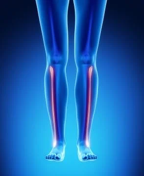 FIBULA blue x--ray bone scan Stock Illustration