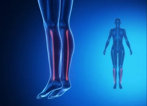 FIBULA blue x--ray bone scan Stock Illustration