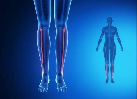 FIBULA blue x--ray bone scan Stock Illustration