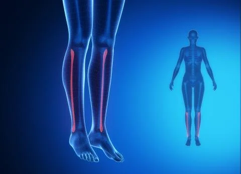 FIBULA blue x--ray bone scan Stock Illustration