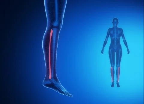 FIBULA blue x--ray bone scan Stock Illustration