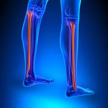 Fibula Bone Anatomy with Circulatory System 스톡 일러스트