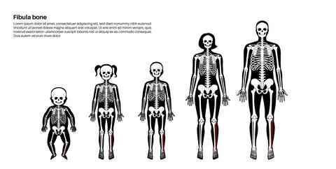 Fibula bone anatomy Stock Illustration