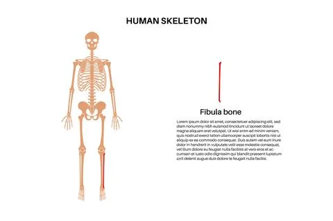 Fibula bone anatomy Stock Illustration