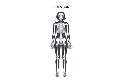 Fibula bone anatomy Stock Illustration