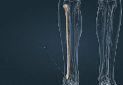 Fibula bone that carries the body Stock Illustration