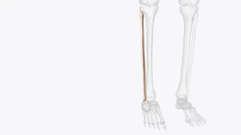 The fibula is a bone located within the lateral aspect of the leg Stock Illustration