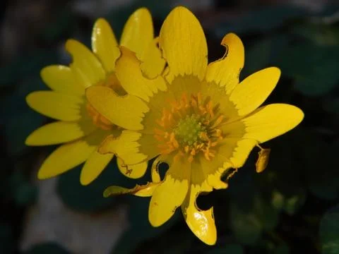 Ficaria Stock Photos