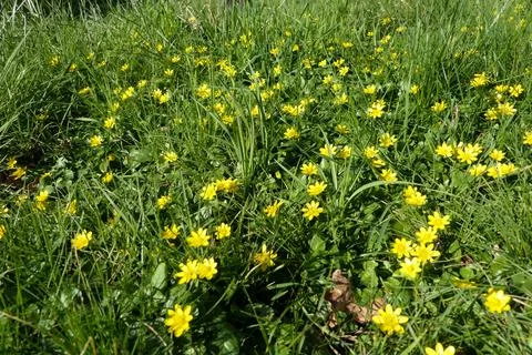 Ficaria verna. Stock Photos