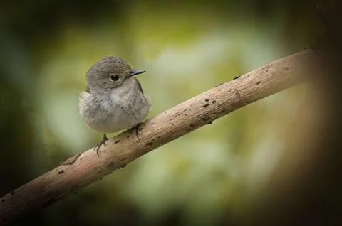 Ficedula Flycatcher Stock Photos