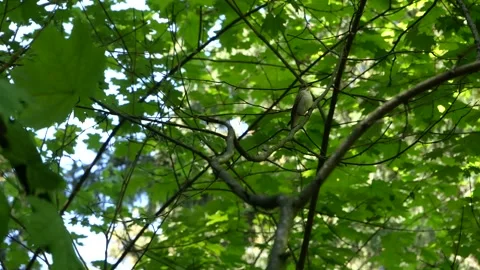 Ficedula hypoleuca sits on a branch on a background of foliage 스톡 동영상 130435522