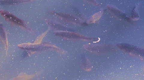 Fich in pond Video stock 843258