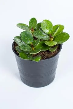 Ficus annulata on white background Stock Photos