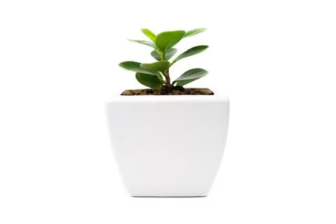 Ficus annulate in Pot isolated on white background. Stock-Fotos