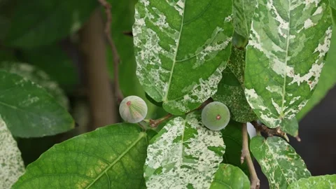 Ficus aspera 4K Stock Footage 266489301