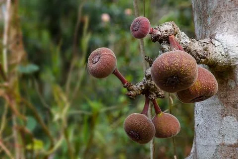 Ficus auriculata (Roxburgh fig) is a type of fig tree. Stock Photos