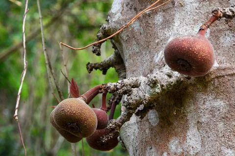 Ficus auriculata (Roxburgh fig) is a type of fig tree. Foto stock