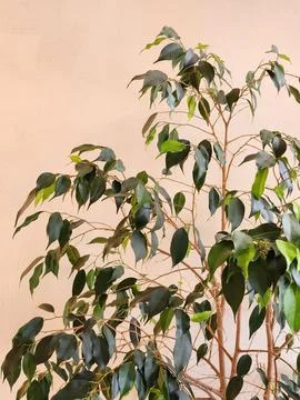 Ficus on a beige background. Ficus branches. Houseplant Stock Photos